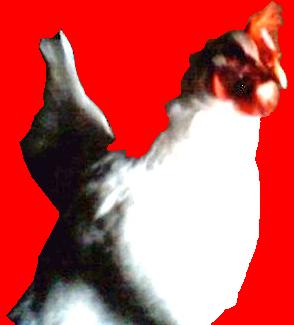 Don't Cluck, Click!