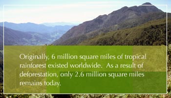 Click Here to save the Rainforest for free!! You will also be able to feed the hungry, provide a mamagram and more, also for free and a couple of clicks!!!