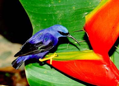 Purple Honeycreeper on Balisier
