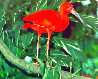 Scarlet Ibis
