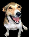 a dog from Greece