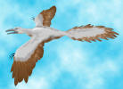 One of greece most beautiful bird 