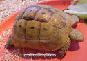  A beautiful animal from the greek nature