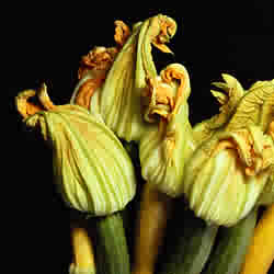 This is a picture of pumpking flowers