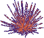 This is a picture of the sea urchin