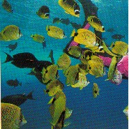 School of Fish (student page)