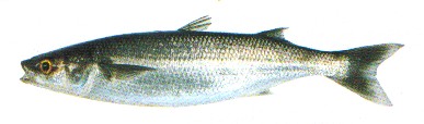 Back to Globalfish Homepage