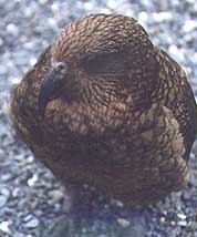 CheekyKea1.jpg (13910 bytes)