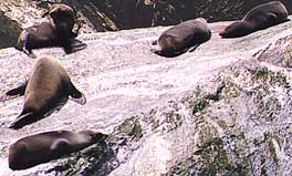 FurSealsMilfordSound.jpg (21096 bytes)