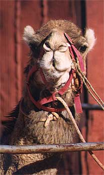 ac-camel1.jpg (17910 bytes)