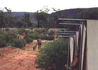 ac-kc-camel.jpg (16812 bytes)