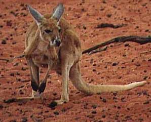 ac-kc-roo2.jpg (20744 bytes)