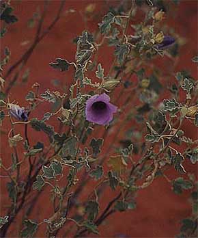 ac-outbackflower.jpg (22975 bytes)