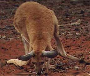 ac-roo.jpg (18122 bytes)