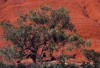 ac-uluru4.jpg (40875 bytes)