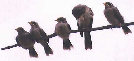 as-birds2.jpg (36509 bytes)