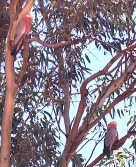 as-birds2.jpg (36509 bytes)