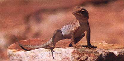 as-kc-lizard.jpg (15421 bytes)