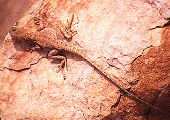 as-kc-lizard2.jpg (31200 bytes)