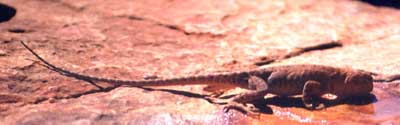 as-kc-lizard3.jpg (109955 bytes)