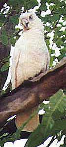 kakadu-bird2.jpg (16047 bytes)