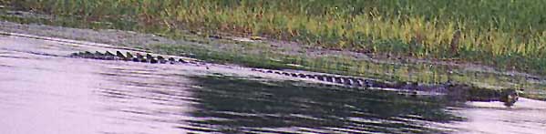 kakadu-croc1.jpg (20267 bytes)