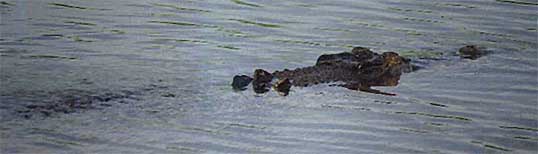 kakadu-croc2.jpg (13952 bytes)