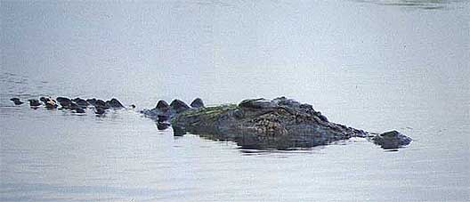 kakadu-croc3.jpg (17165 bytes)