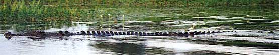 kakadu-croc4.jpg (18662 bytes)