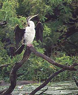 kakadu-darter.jpg (30856 bytes)