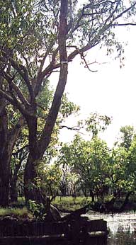 kakadu-depthline.jpg (26245 bytes)