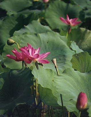 kakadu-flowers.jpg (21073 bytes)