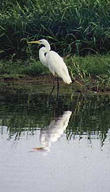 kakadu-heron.jpg (20286 bytes)