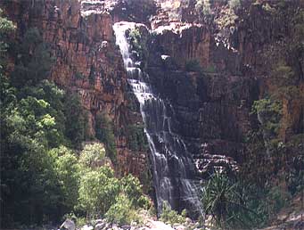 kakadu-twin4.jpg (25841 bytes)