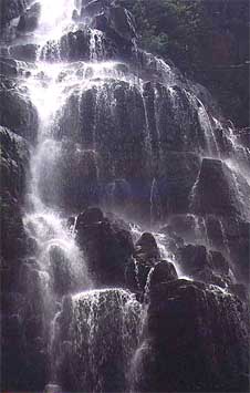 kakadu-twin6.jpg (18181 bytes)