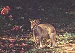 kakadu-wally.jpg (14887 bytes)