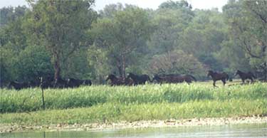 kakadu-wildhorses.jpg (16043 bytes)