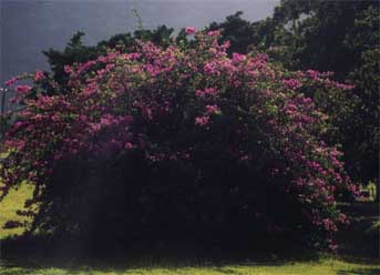 kuranda4.jpg (15813 bytes)