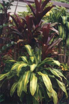 kuranda5.jpg (19835 bytes)