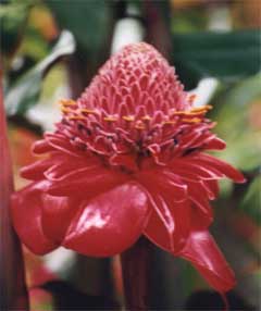 kuranda6.jpg (13656 bytes)