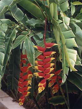 kuranda7.jpg (26828 bytes)