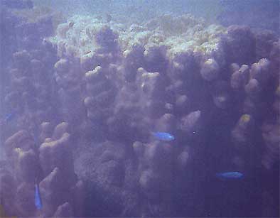 moorea4.jpg (13455 bytes)