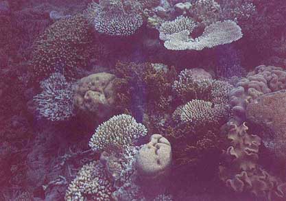 reef-coral1.jpg (27564 bytes)