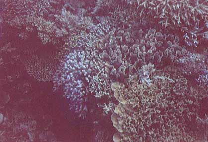 reef-coral3.jpg (28445 bytes)