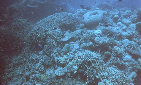 reef-coral4.jpg (31679 bytes)
