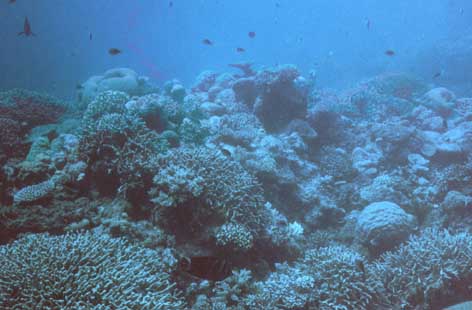 reef-coral5.jpg (27469 bytes)