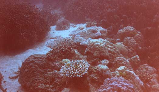 reef-coral6.jpg (25047 bytes)