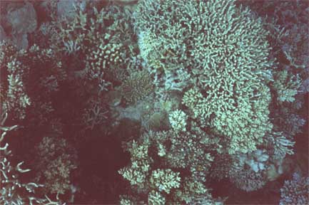 reef-coral7.jpg (32289 bytes)
