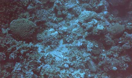 reef-coral8.jpg (25148 bytes)