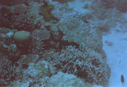 reef-coral9.jpg (20645 bytes)